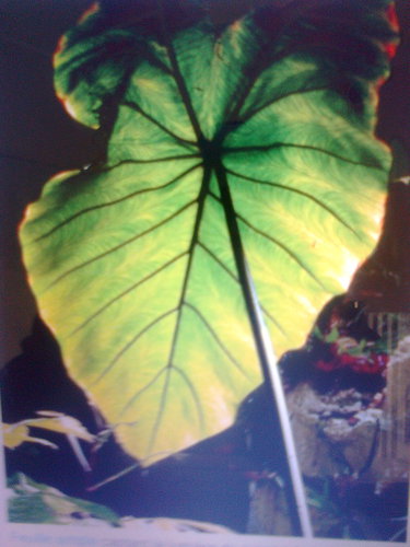 Le Lycopode à feuilles de genévrier
