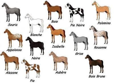 Les différentes races de chevaux