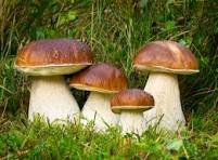 Les champignons (7)