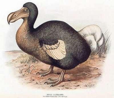 Le dodo, l'animal - 7A