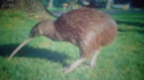 Dans la peau d’un kiwi !