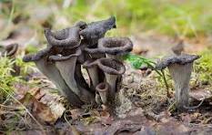 Les champignons comestibles et vénéneux (1)