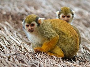 Les primates : les saïmiris - 9A