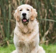Ces animaux méconnus (3)