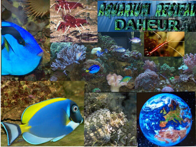 Recifal / Reef