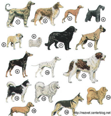 Connais-tu les races de chien ?