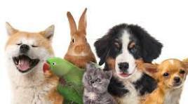 Les films comportant des noms d'animaux