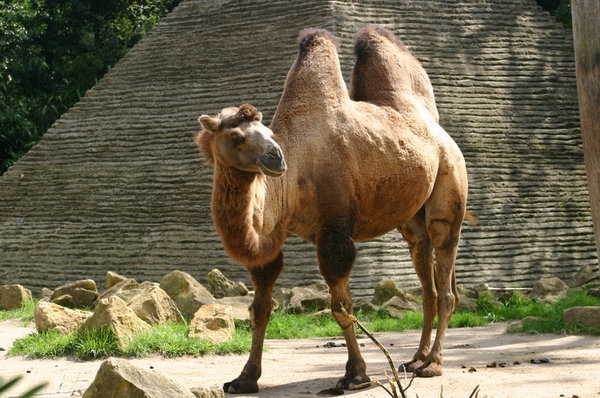Le chameau