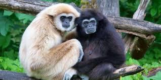 Les singes et les primates