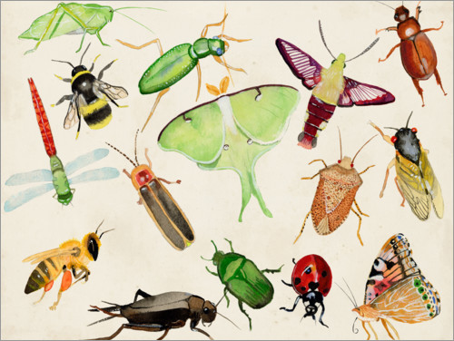 Les insectes du monde