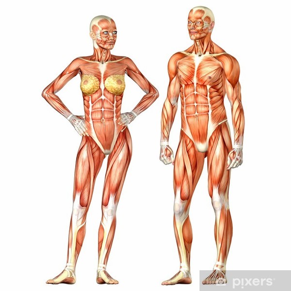 Tout sur les muscles de notre corps (1 sur 2)