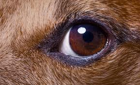 A qui sont ces yeux 2