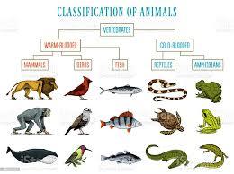 Oiseau, poisson ou mammifère ?