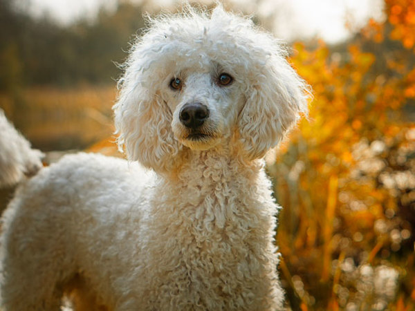 Le caniche