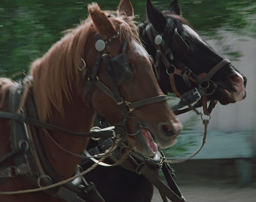 Equitation, cheval...(2) - 3A