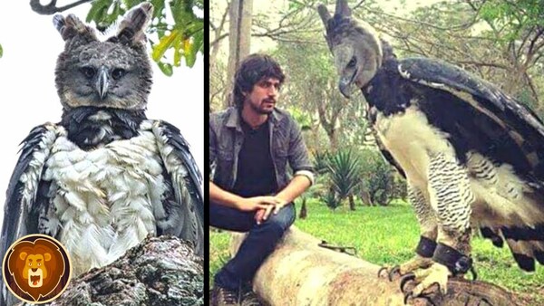 Etes-vous en Amazonie ou pas, les animaux vous aident à trouver la réponse