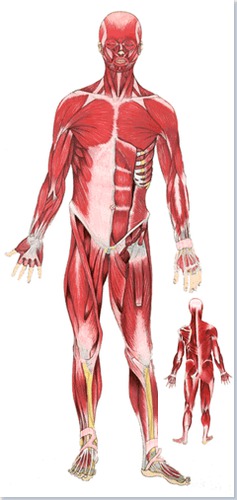 Anatomie HM