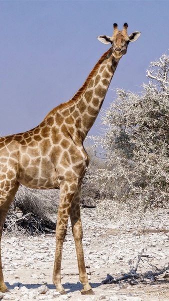 Girafe ayeaye15
