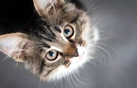 Le chat : vrai faux 2