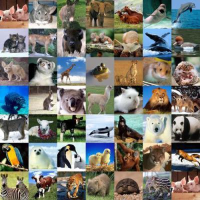 Les animaux dans le langage courant
