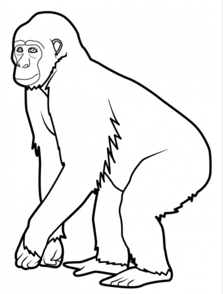 Les singes et les primates
