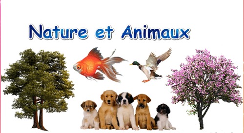 Les animaux carnivores - 9A