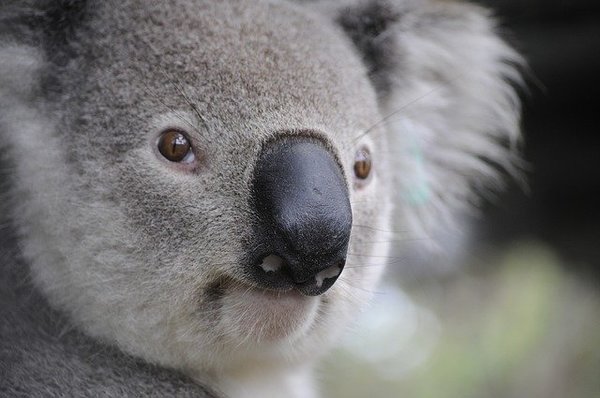 Dans la peau d’un koala !