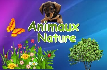 Animaux, nature (1) - 12A
