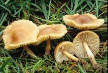 Les champignons (4)