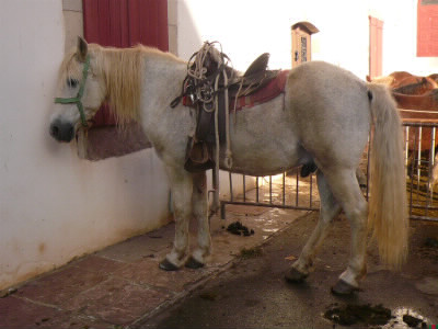 Chevaux/poneys