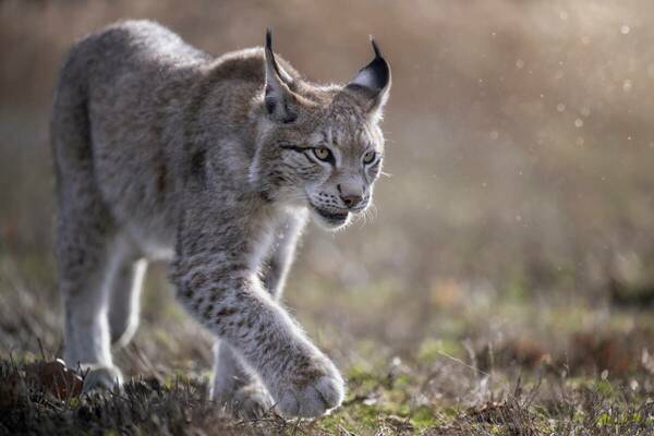 Les animaux sauvages, où vivent-ils ?