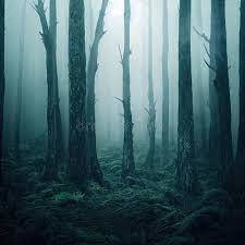 Bois et forêts dans les contes