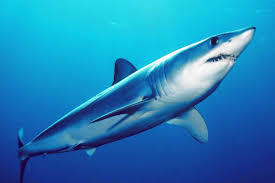 La saison des amours des requins-marteaux - 2A