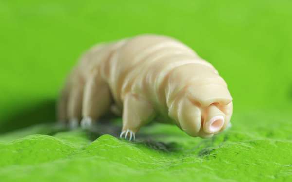 Quelques animaux moins connus