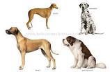 Les races de chiens (1)