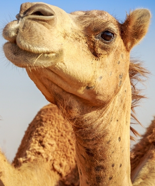 Le chameau