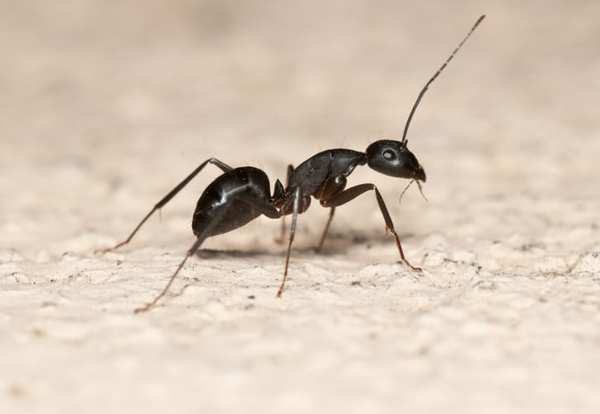 La fourmi fantôme