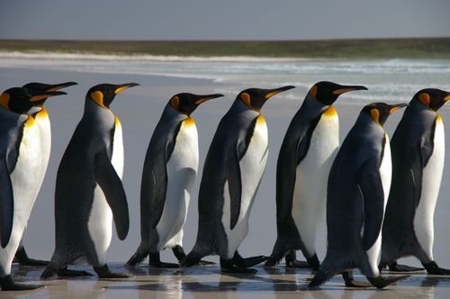 Pingouins ou manchots