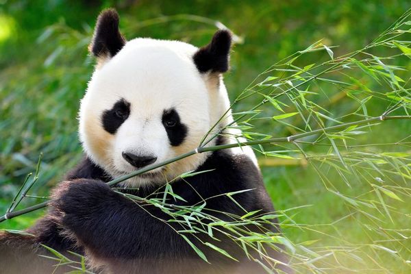 Sur les pandas