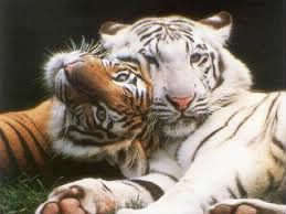 Les tigres