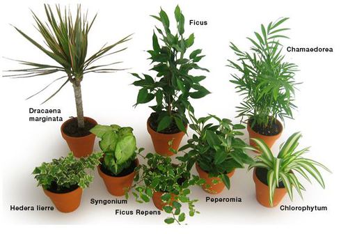 Les plantes aromatiques !